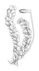 Distichophyllum rotundifolium, habit with capsule, moist. Drawn from K.W. Allison 150, CHR 463296.
 Image: S. Malcolm © Landcare Research 2017 